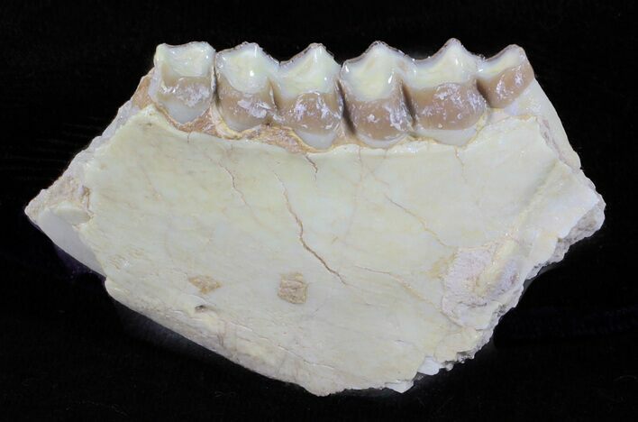 Oligocene Ruminant (Leptomeryx) Jaw Section #60977